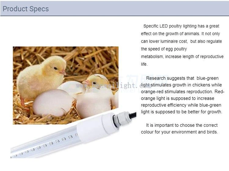 chicken farm lighting