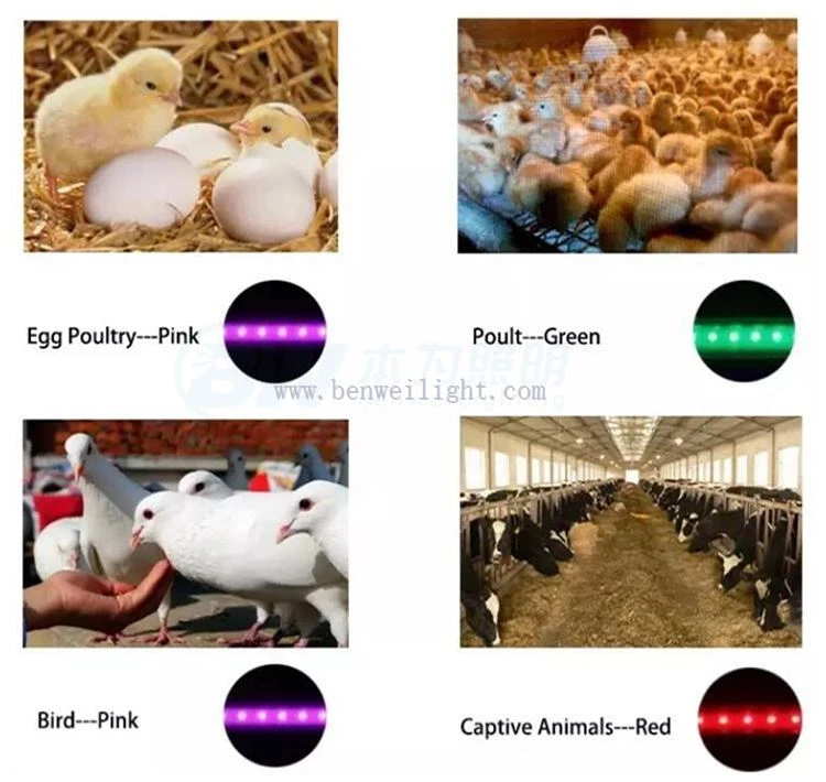chicken lights for coop chicken lights for coop