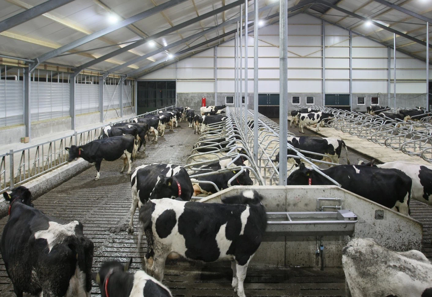 dairy-cattle-led-lighting-ni