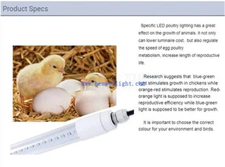 Qaib Qe Laying Light Requirements